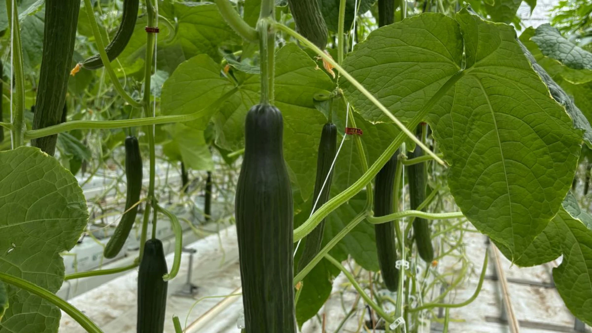 Fresh cucumbers on the vine