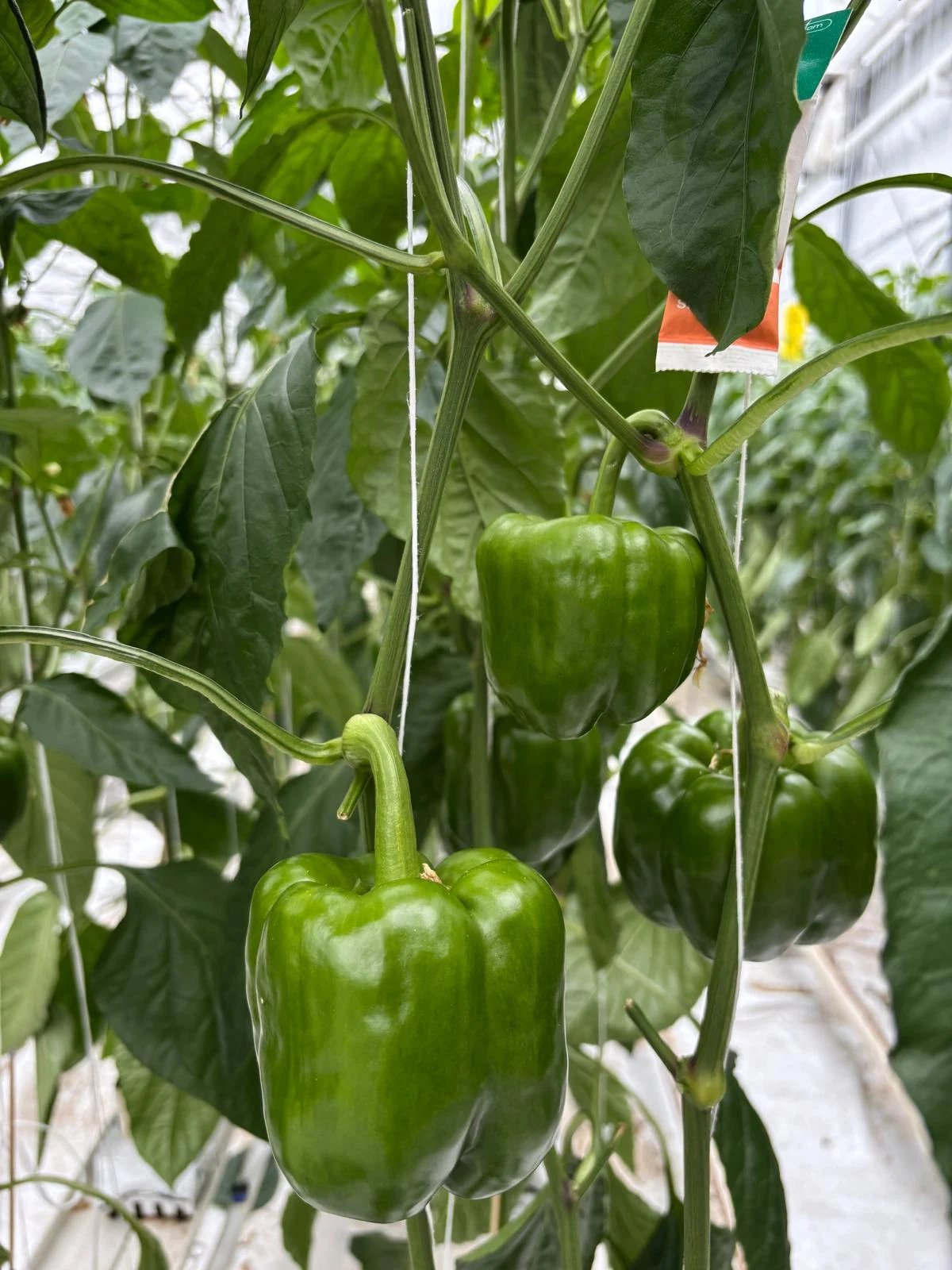 Bell pepper among green leaves