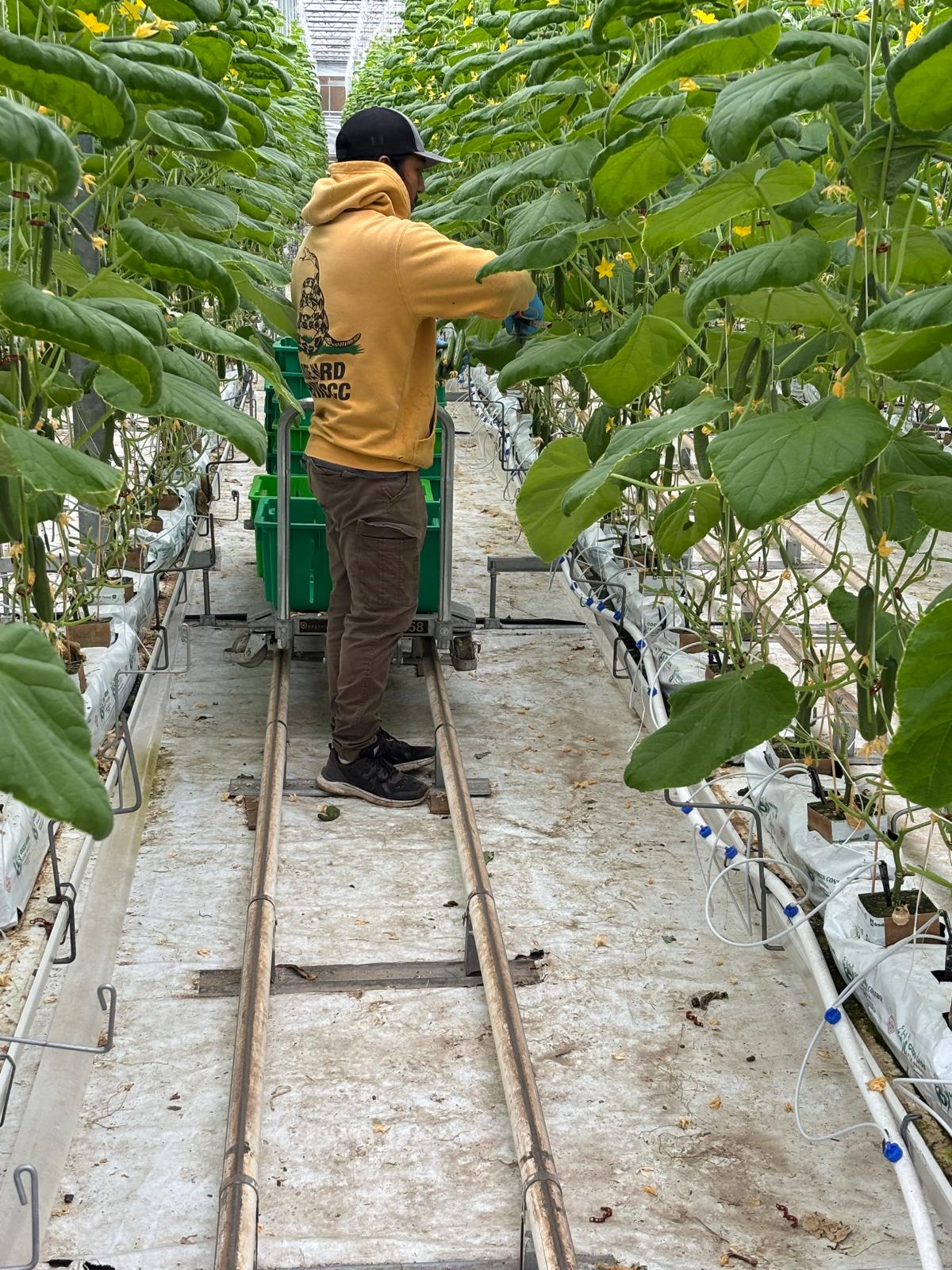 A worker tending cucumber vines beside a trolley of green harvest crates