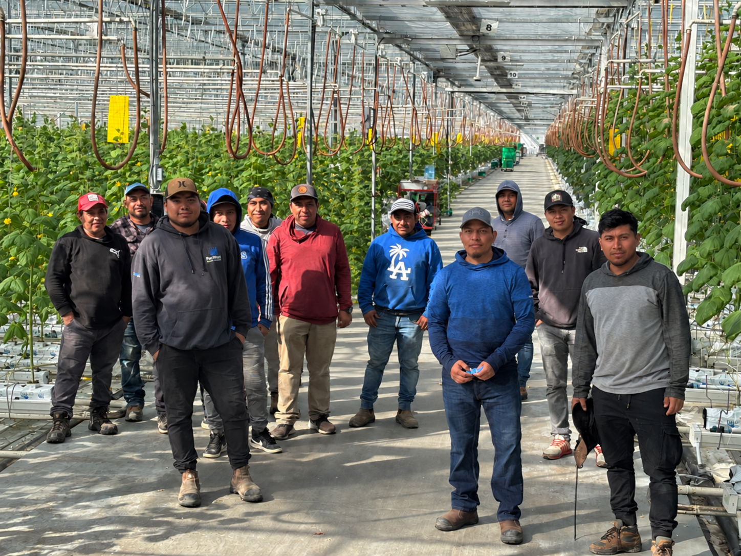 Team members standing together between rows of cucumber plants