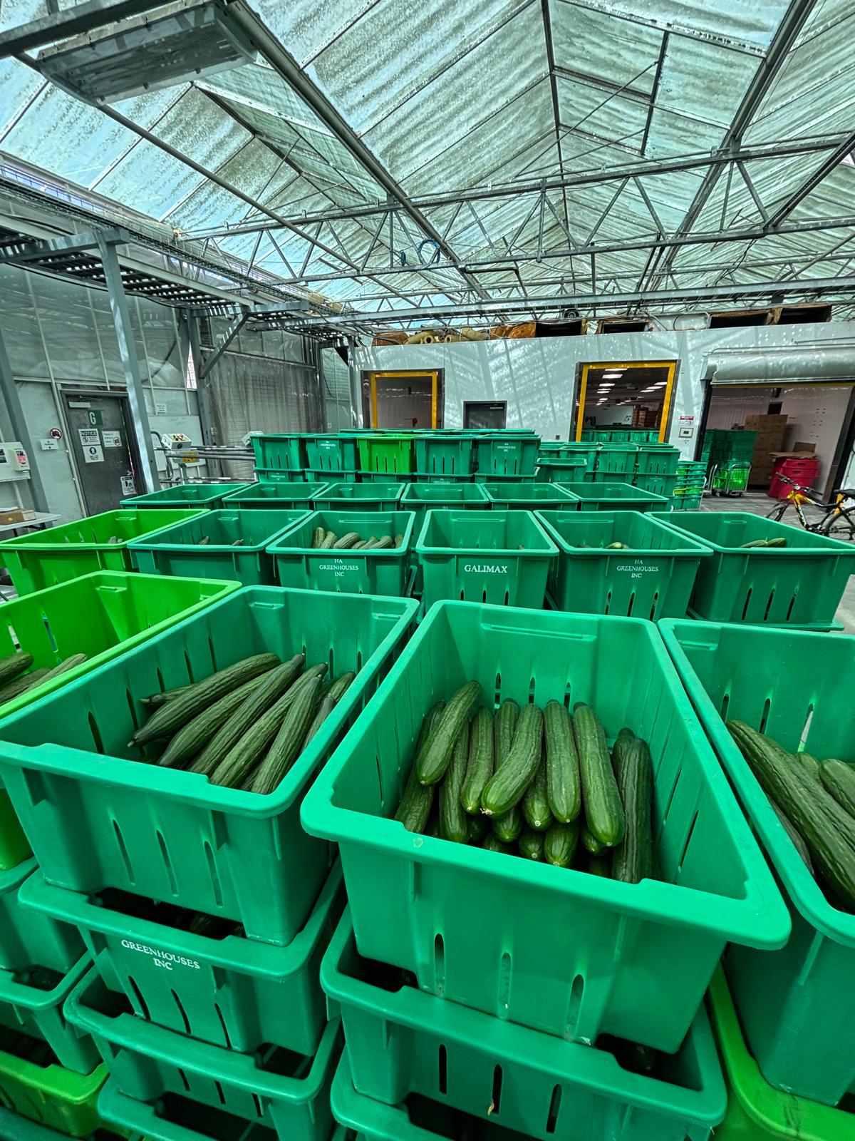 Cucumbers collected in green HA Greenhouses crates in the handling area